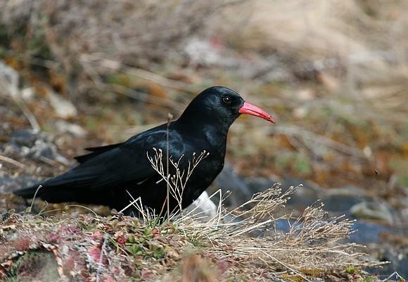 Le tourisme ornithologique
