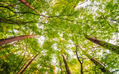 CO2-Ausstoss: Touristen besteuern oder umweltbewusste Besucher belohnen?