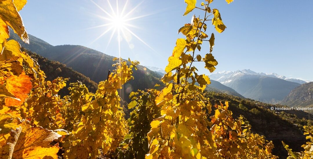 Profil des Velo-/MTB-Freunds im Wallis