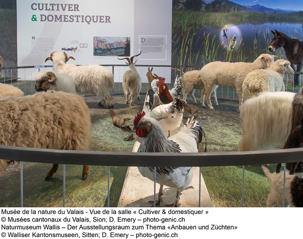 Cartographie du tourisme valaisan: les musées