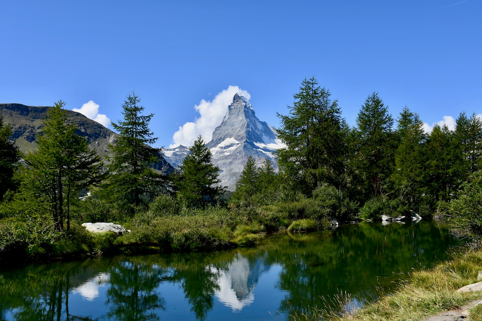 Photo by Angelo Burgener green-leafed trees during daytime